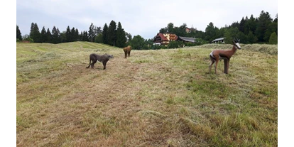 3D archery course - St. Veit an der Glan - Bogensportarena Velden