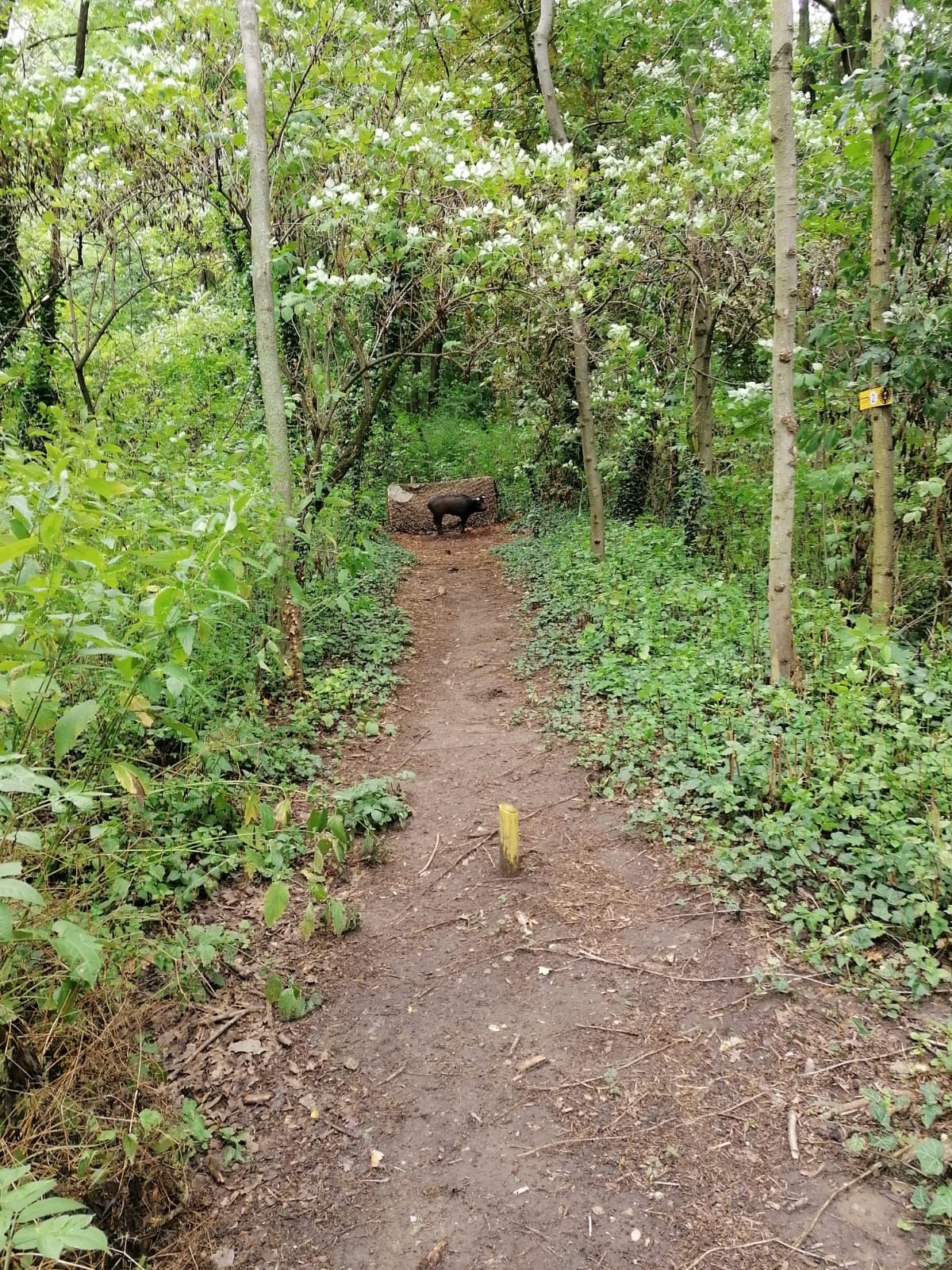 3D archery course - Kleinwilfersdorf - Kreuzstettner Bogenschützen