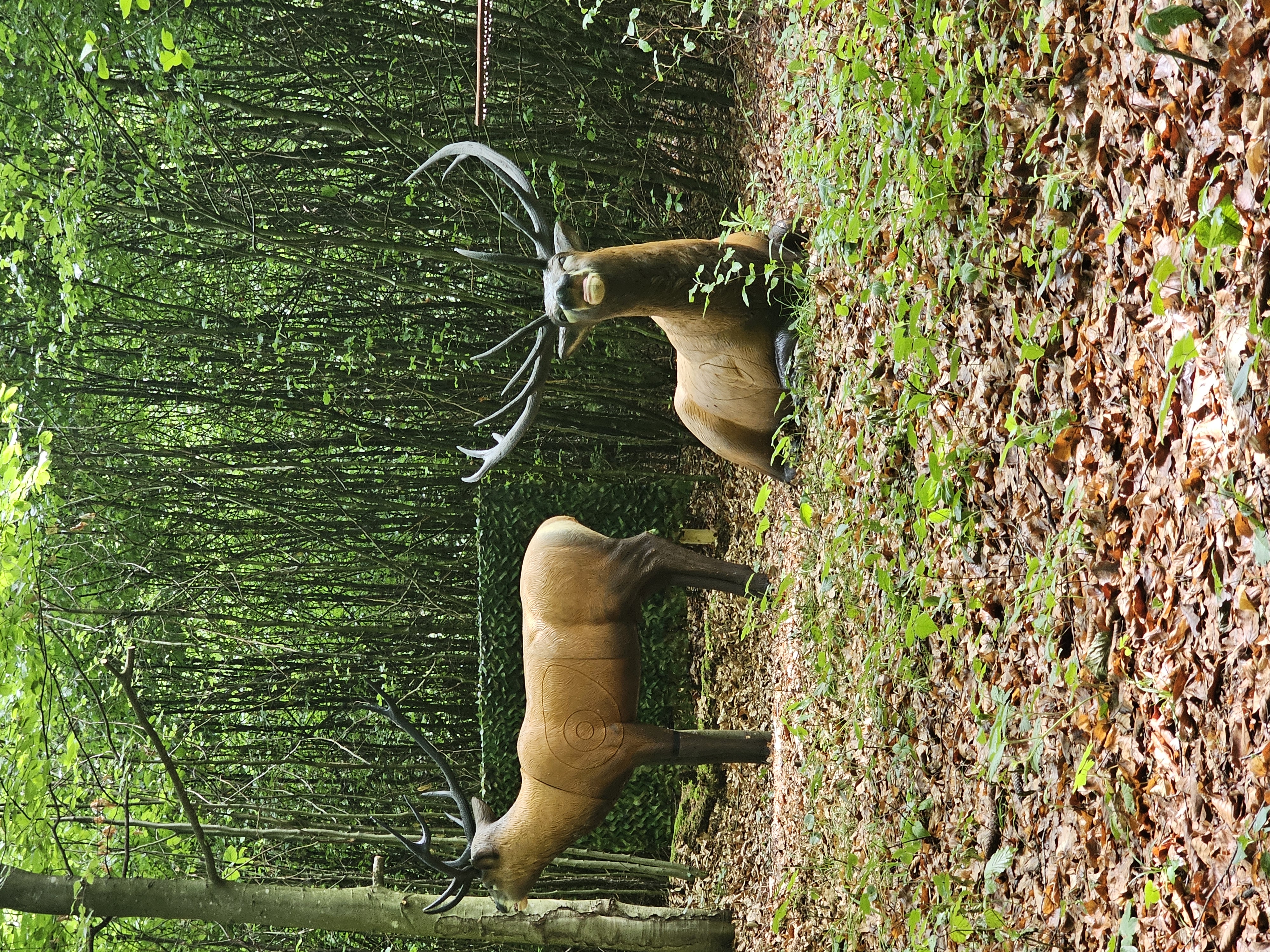 3D Parcour Bogenschießen: Bsc Stimmersee 