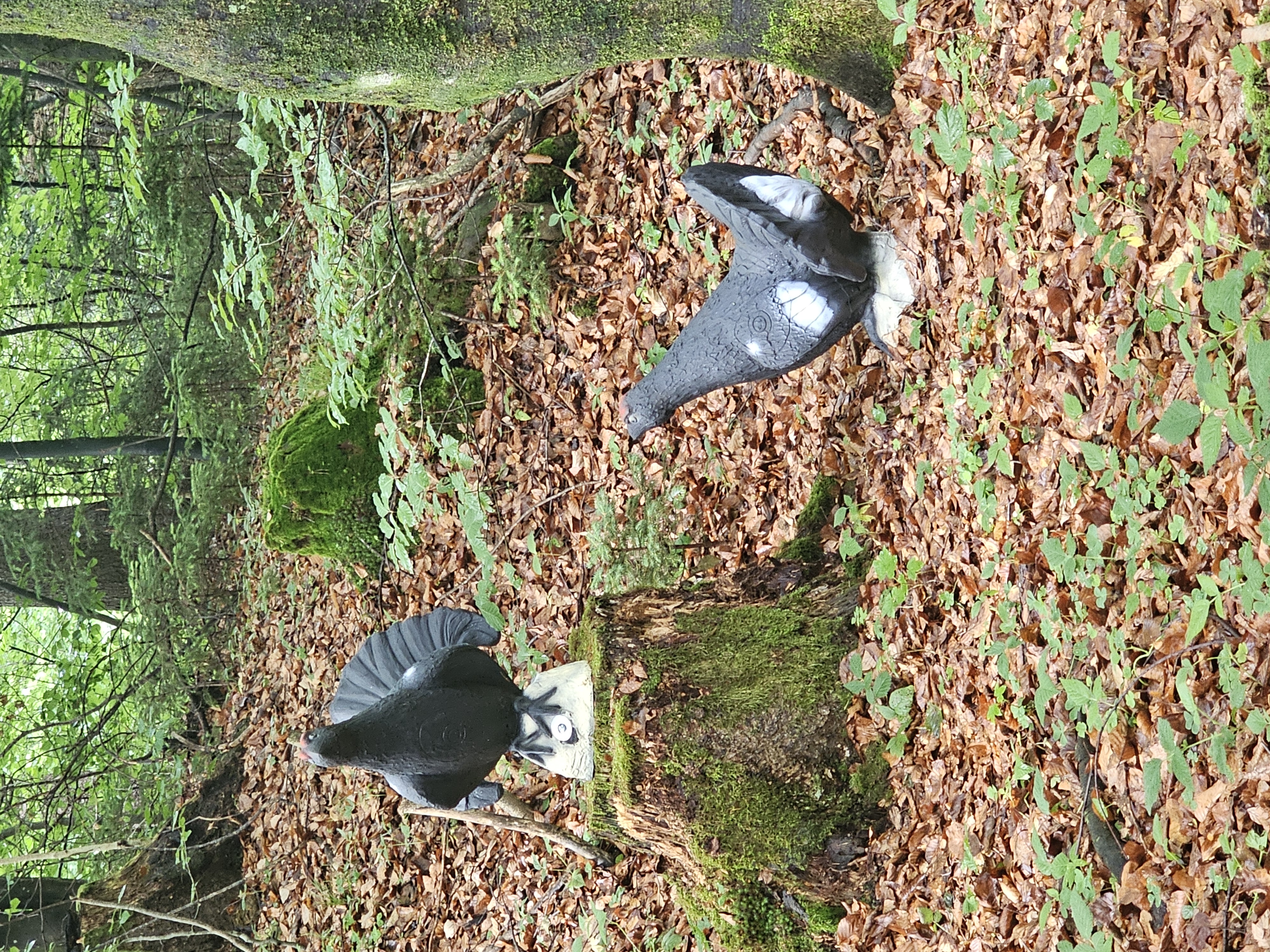 3D Parcour Bogenschießen: Bsc Stimmersee 