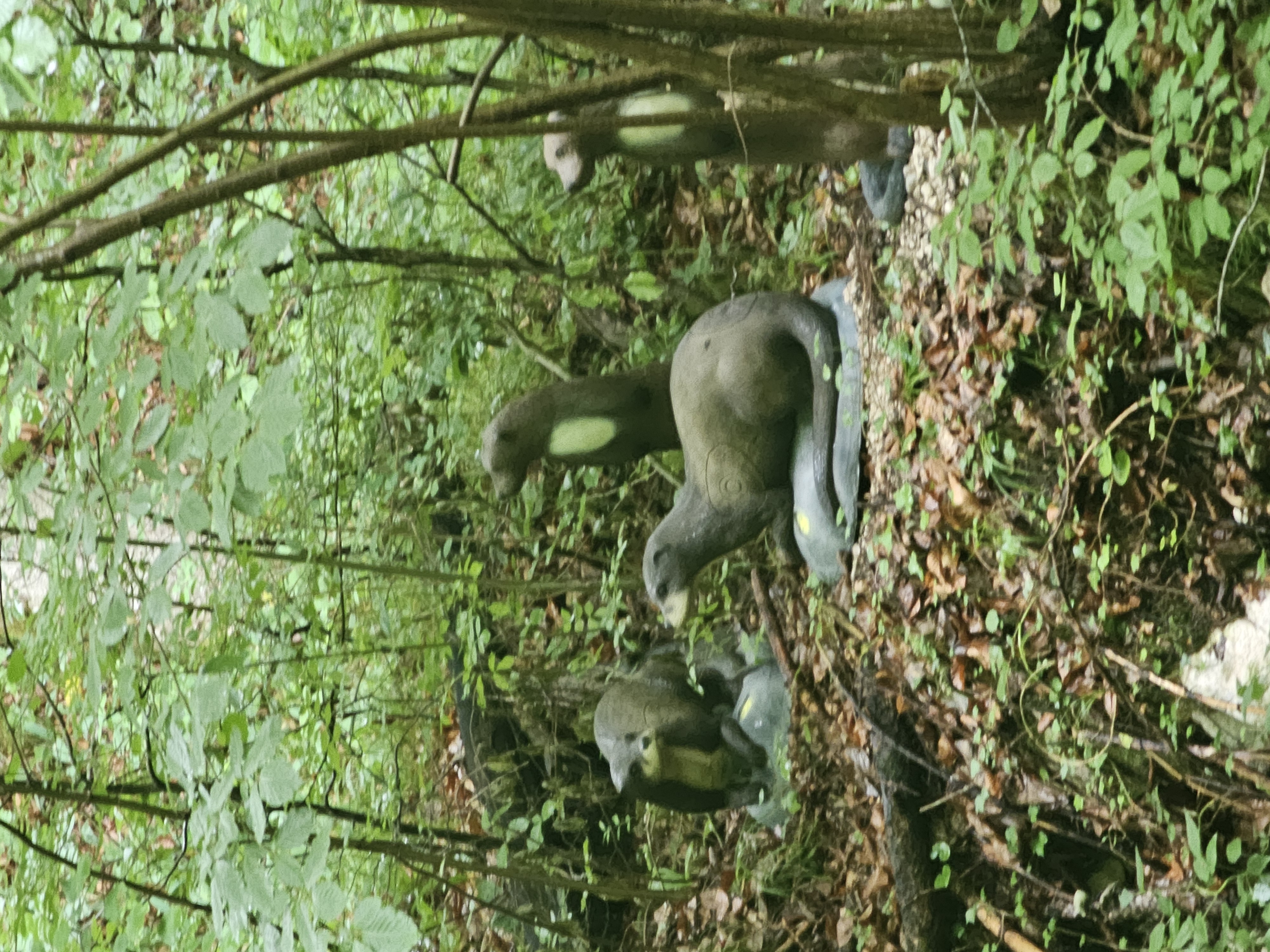 3D Parcour Bogenschießen: Bsc Stimmersee 