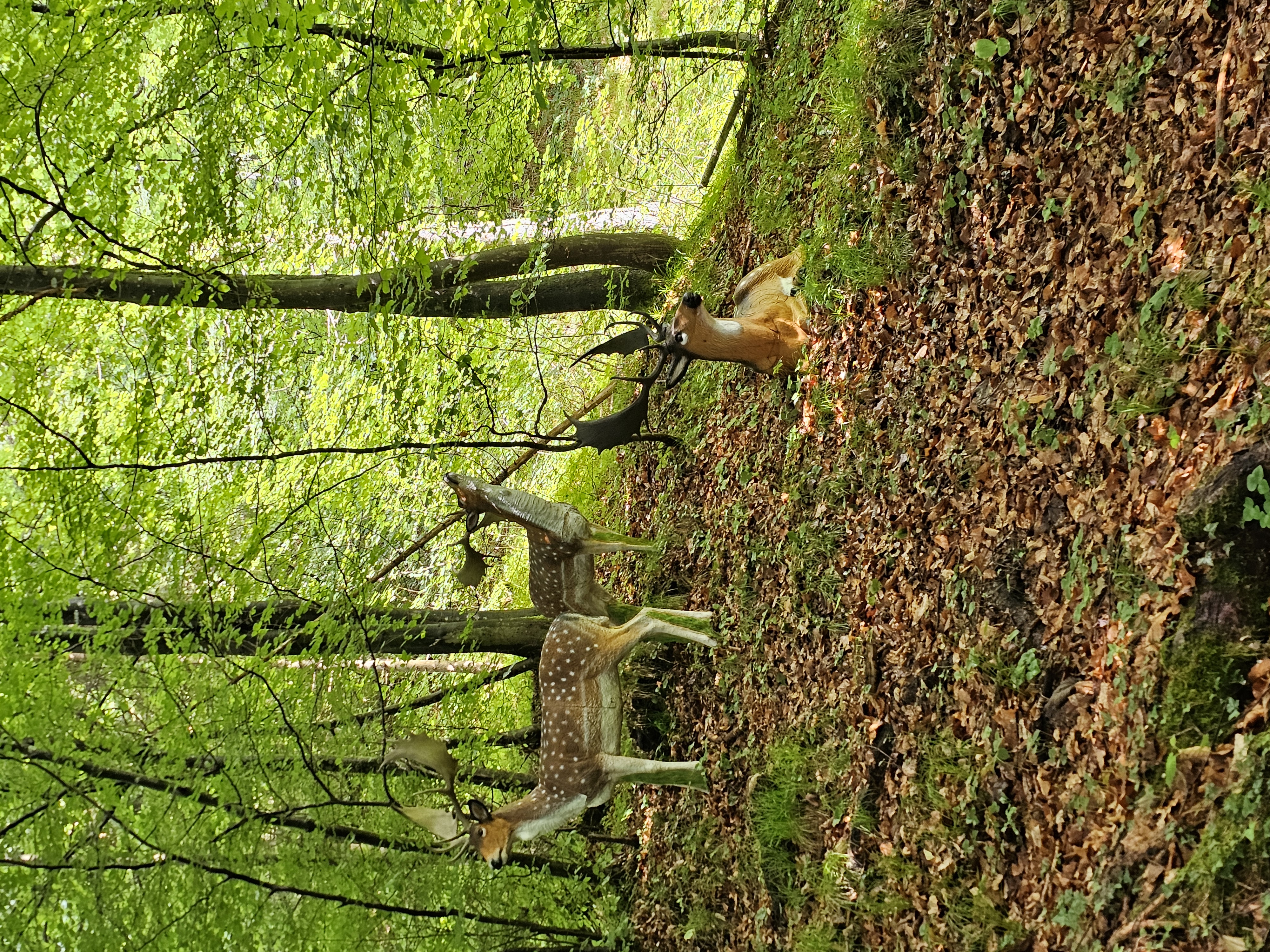 3D Parcour Bogenschießen: Bsc Stimmersee 