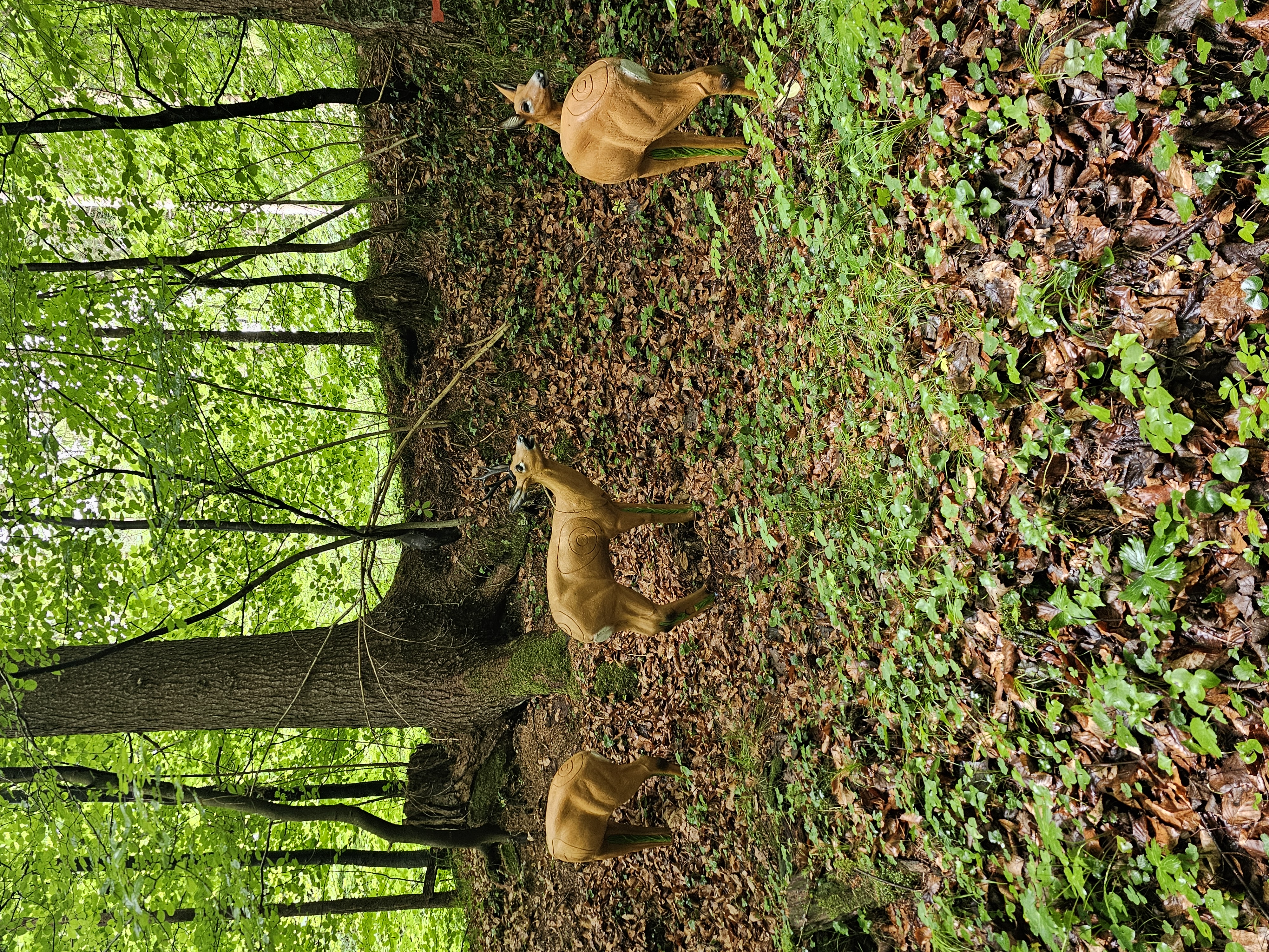 3D Parcour Bogenschießen: Bsc Stimmersee 