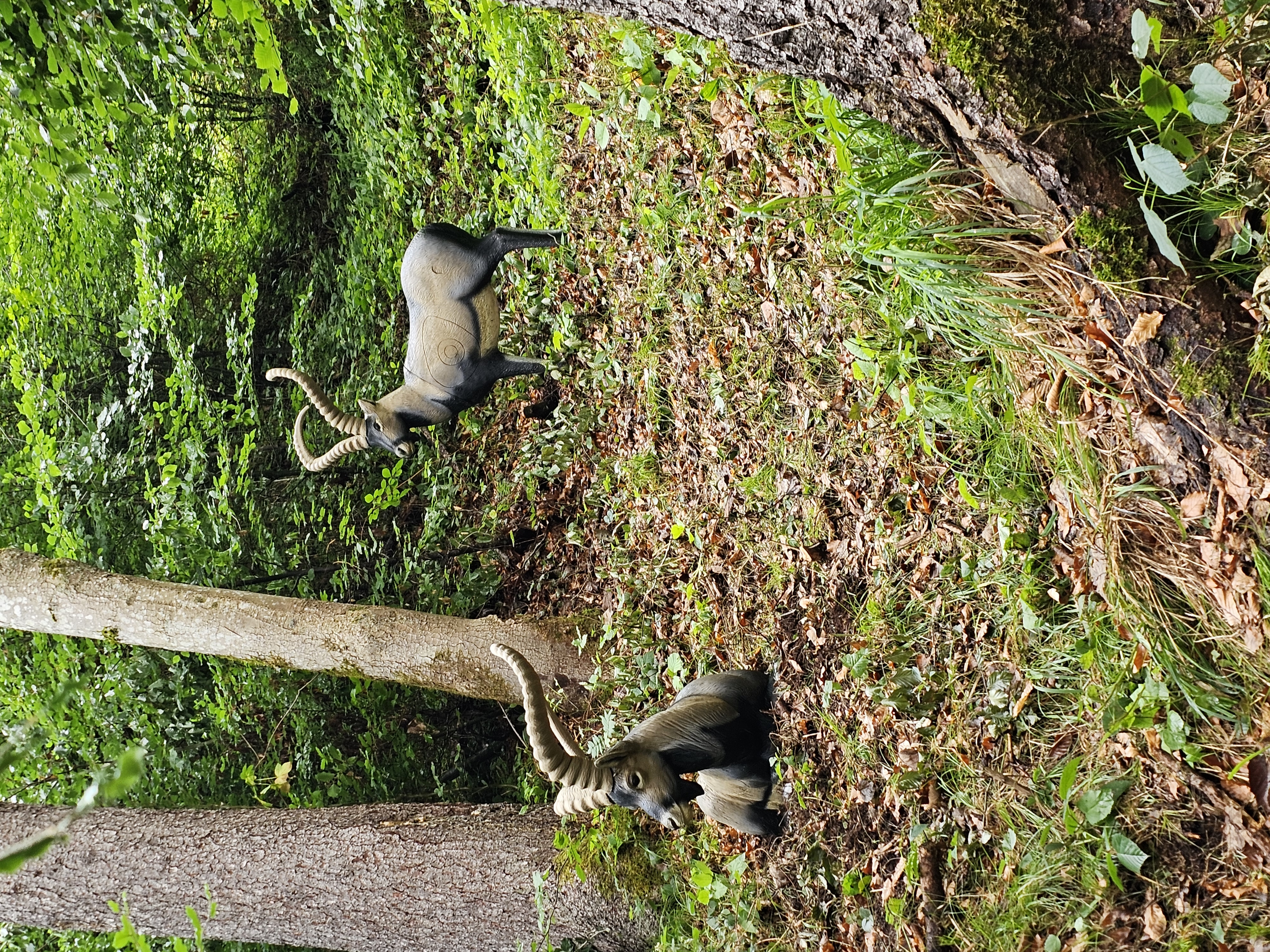 3D Parcour Bogenschießen: Bsc Stimmersee 