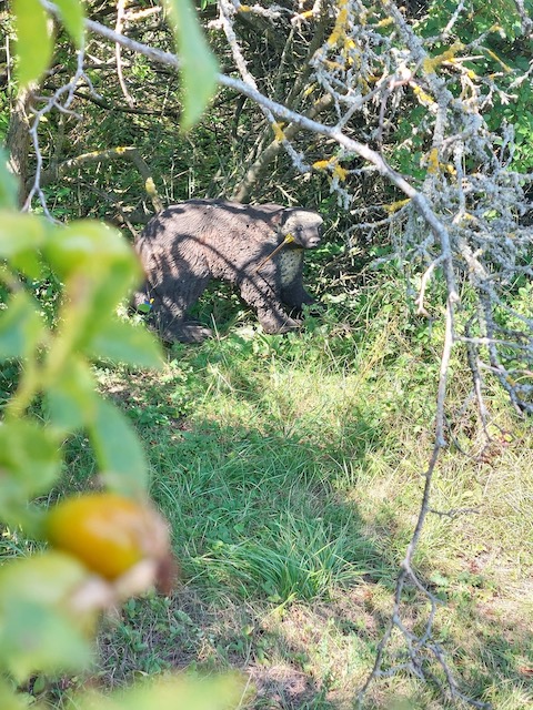 3D archery course - Hochneukirchen - BC Emmerberg