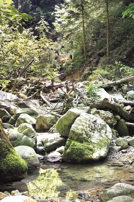 3D Parcour Bogensport - Bogenhalle - Eichenberg