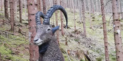 3D archery course - St. Veit an der Glan - BSC-Mittelerde-Arriach