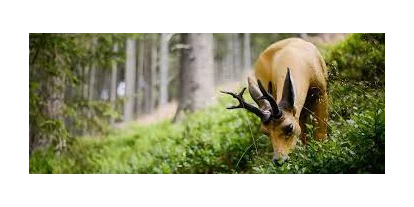 3D archery course - St. Veit an der Glan - BSC-Mittelerde-Arriach