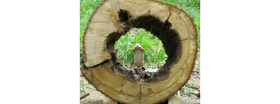 3D Parcour Bogenschießen: Kreuttal Parcours