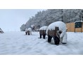 3D - Parcour: Der Einschussplatz im Winter - Bogensport Pottenbrunn