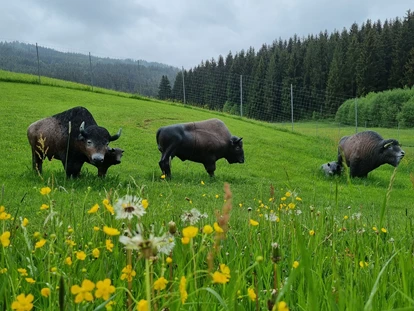 3D Parcour Bogensport - Grensberg - Stoneface Archery