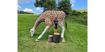 3D Parcour Bogensport - Marchtrenk - Giraffe lebensgroß  - Bogensport Bad Zell