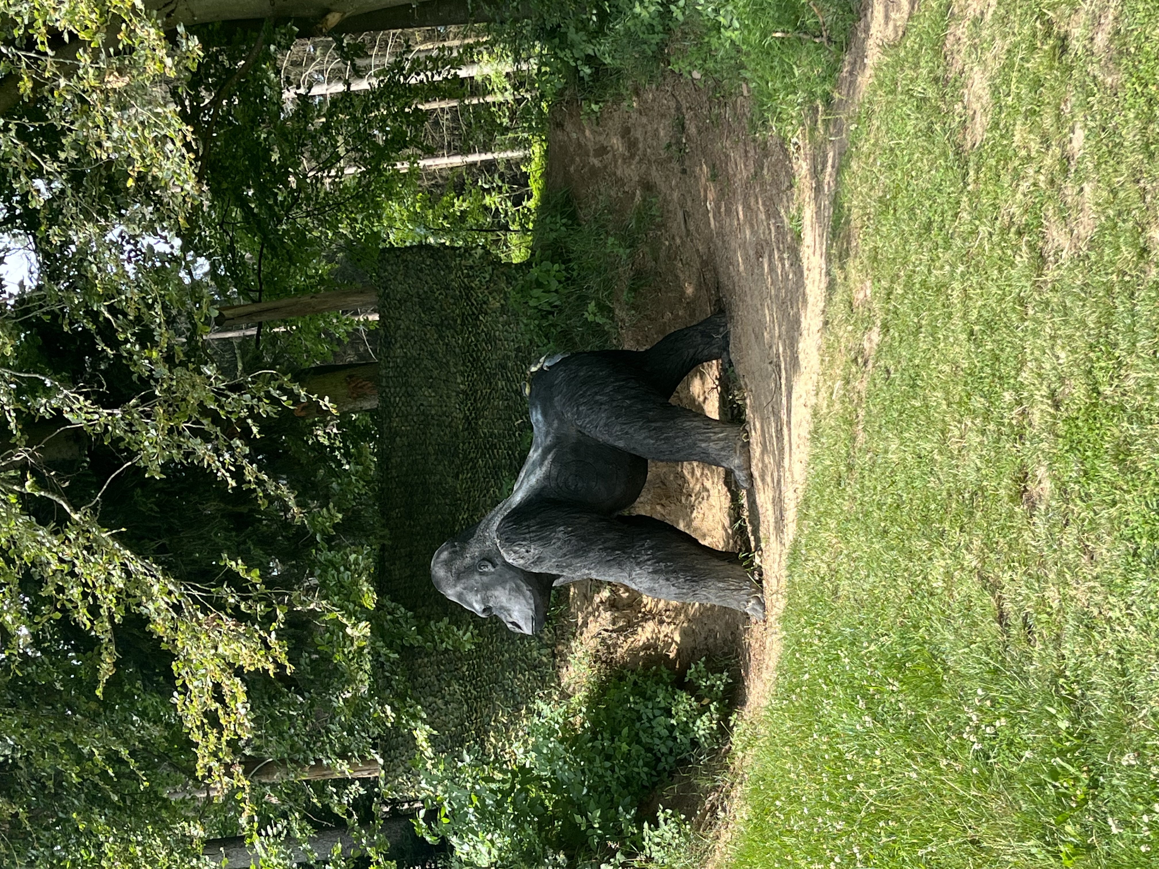 Bogensport Bad Zell Unterschiedliche Parcours Riesen Gorilla