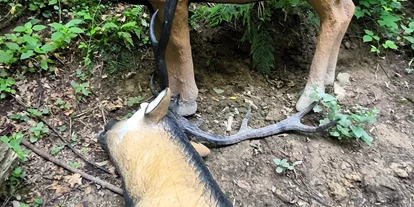 3D Parcour Bogensport - Marchtrenk - Bitte den kopflosen Hirschen richten - Ramingtaler Bogenparcour / Bogenkino