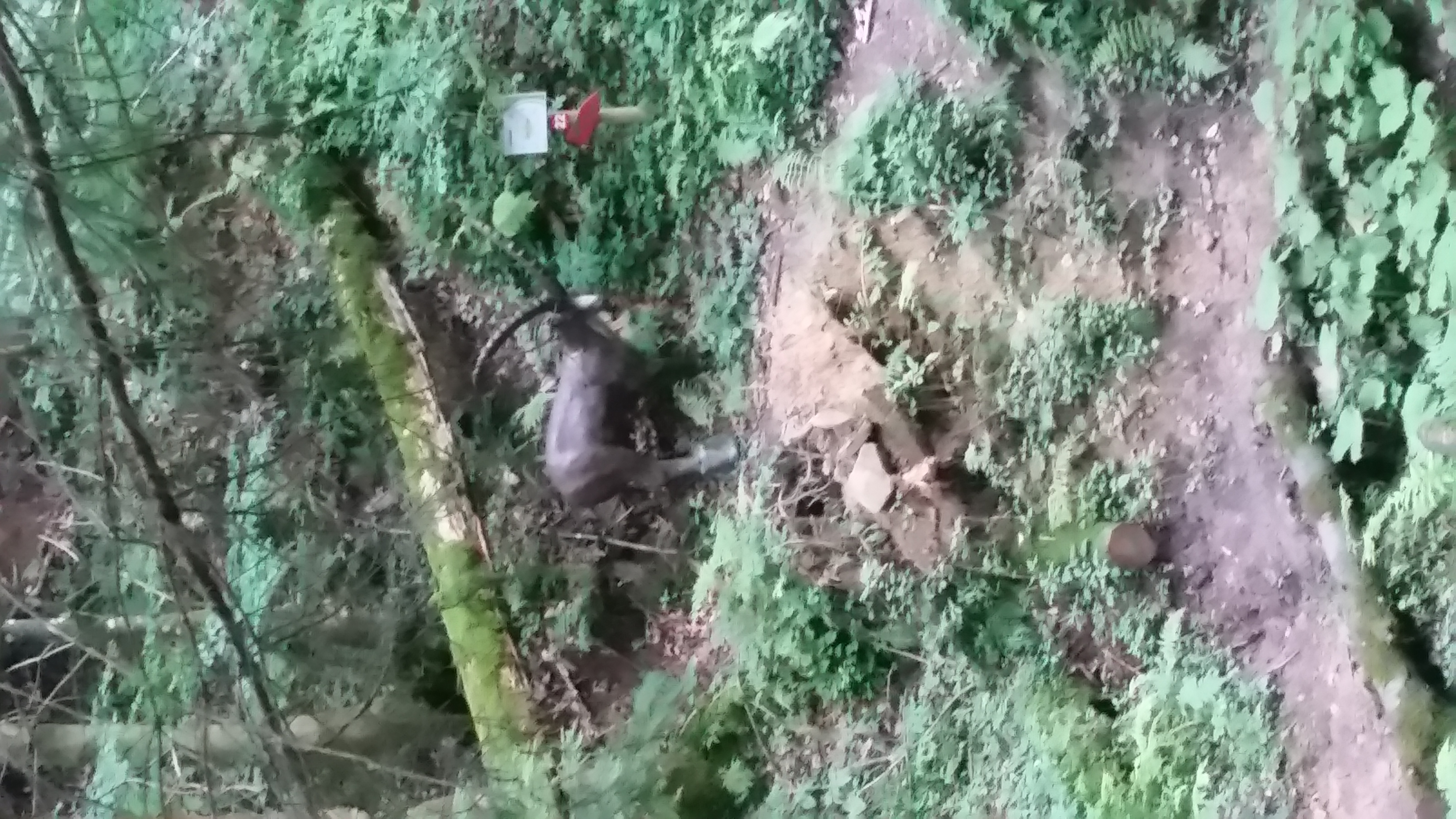 3D Parcour Bogenschießen: Ramingtaler Bogenparcour / Bogenkino 