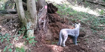 3D Parcour Bogensport - Marchtrenk - Ramingtaler Bogenparcour / Bogenkino