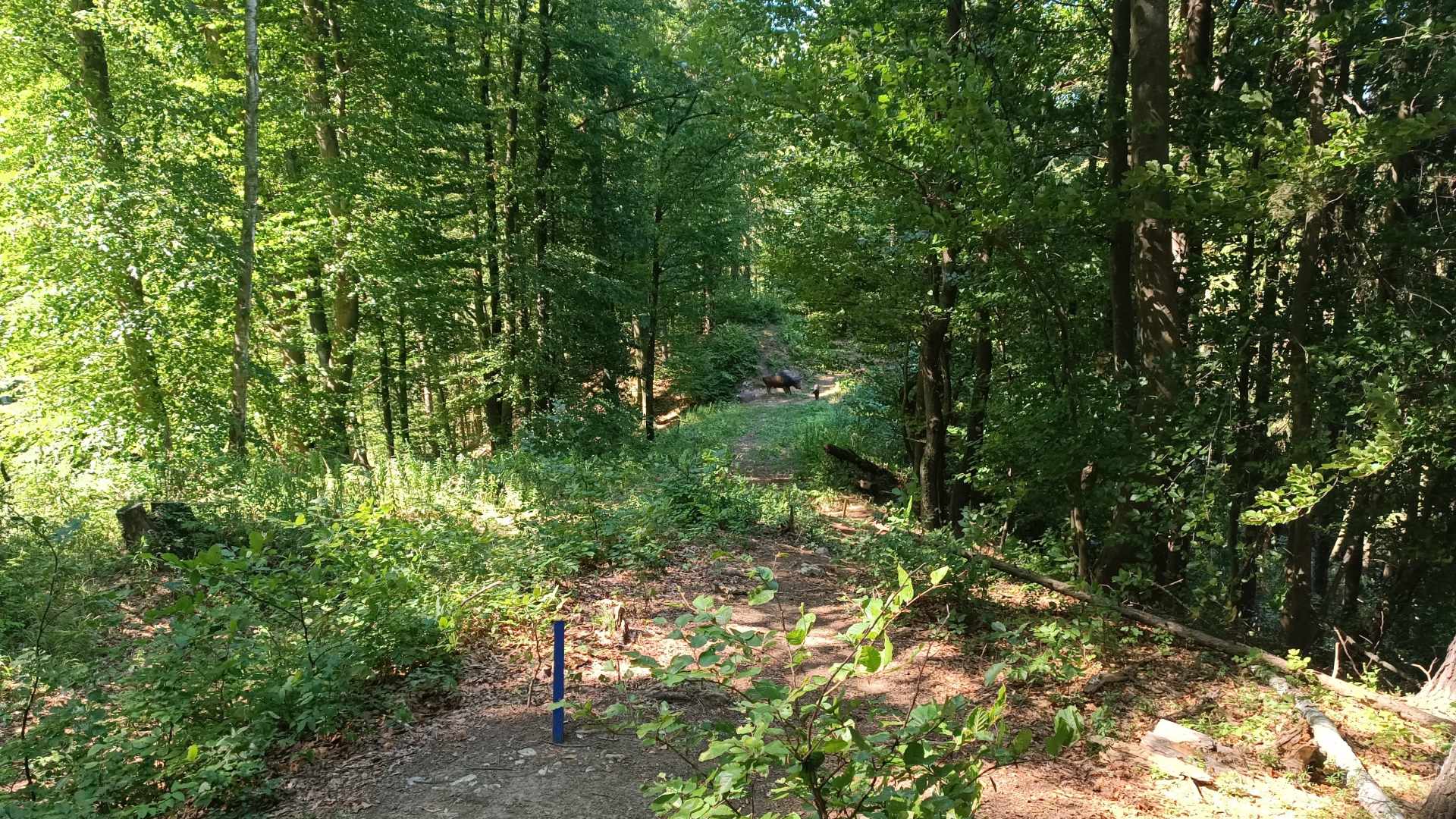 3D archery course - Styria - Styrian Archers 3D