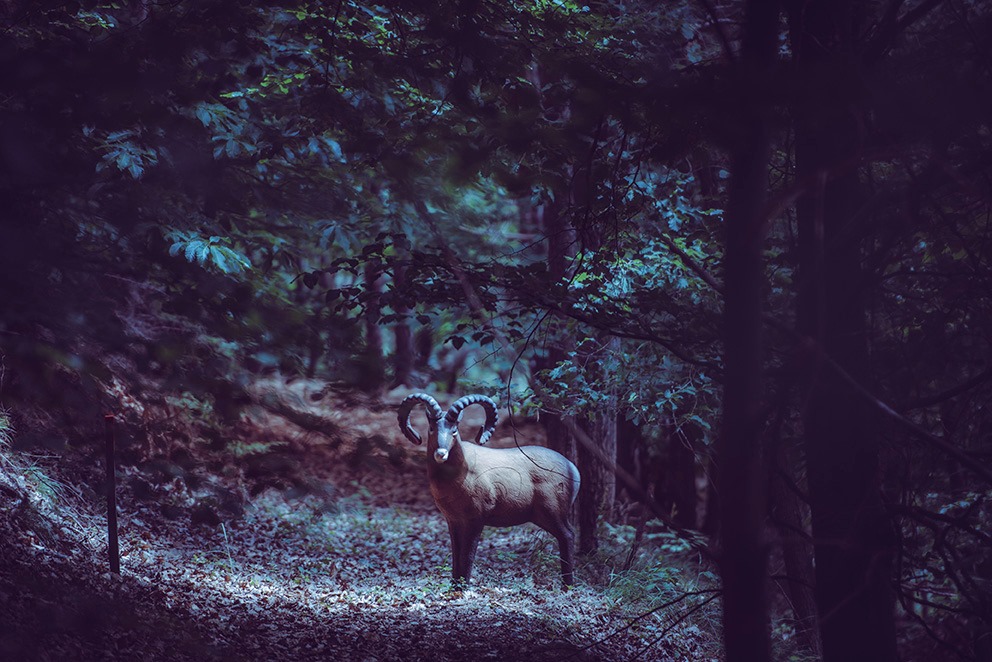 3D archery course - Styria - Zunzis Bogen-Gstättn