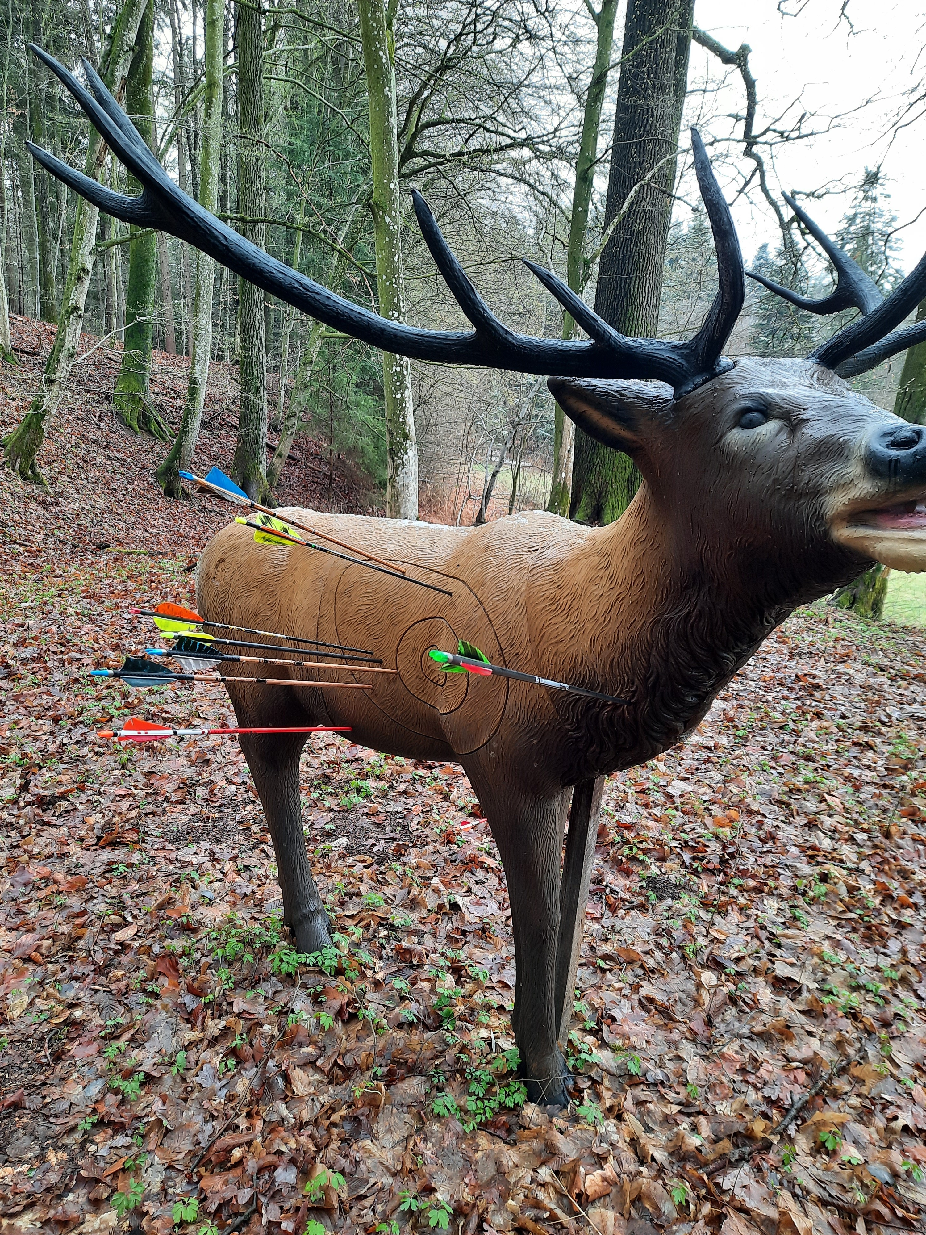 3D Parcour Bogenschießen: Rothirsch - BSC Rothberg - Wieselgraben