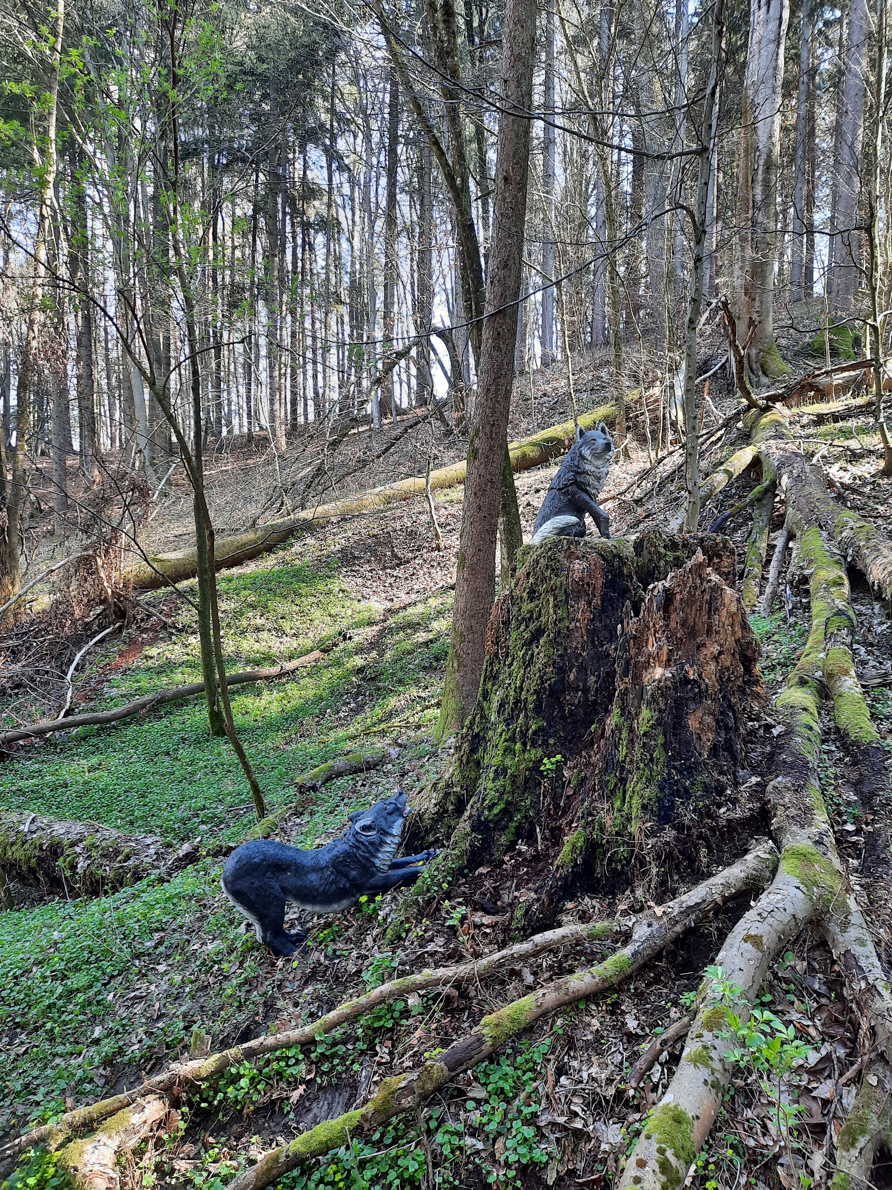3D Parcour Bogenschießen: Der Platz der Wölfe - BSC Rothberg - Wieselgraben