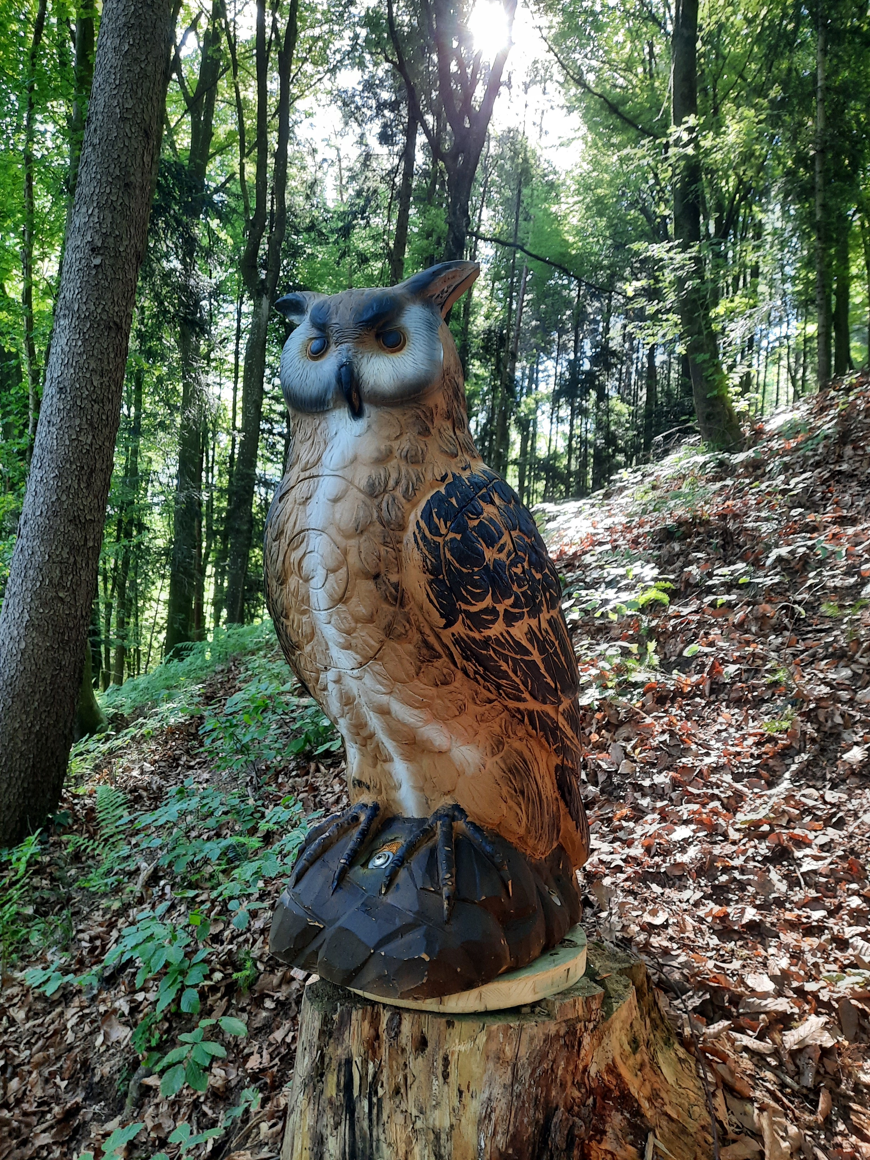 3D Parcour Bogenschießen: Königseule wacht über den Wald - BSC Rothberg - Wieselgraben