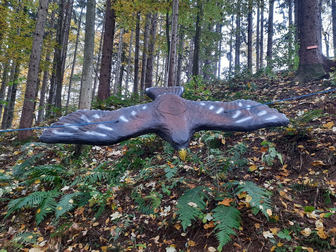 Parcours: Steinadler fliegend - BSC Rothberg - Wieselgraben