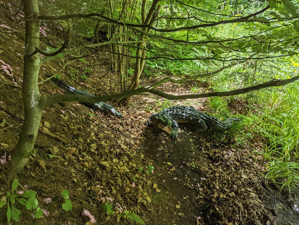 3D Parcour Bogensport - Steiermark - BSV Freiland