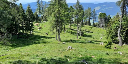 3D archery course - St. Veit an der Glan - Godi´s 3D