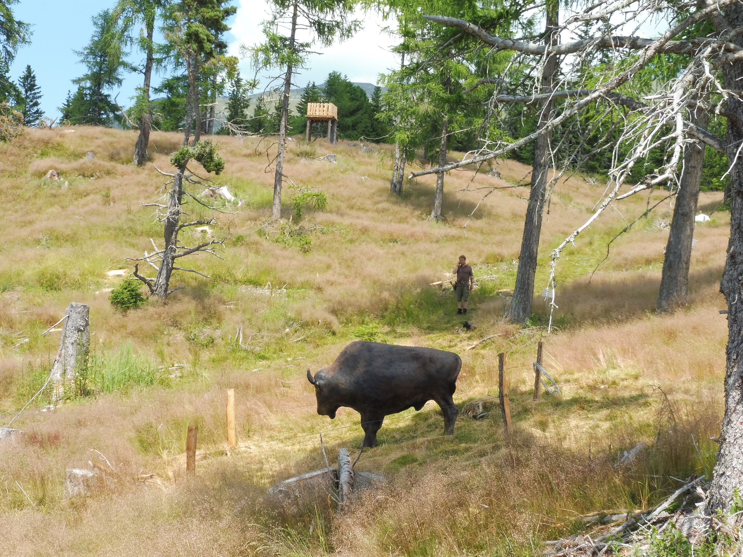 3D Parcour Bogensport - Steiermark - Godi´s 3D