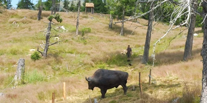 3D archery course - St. Veit an der Glan - Godi´s 3D