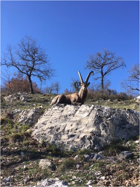 3D Parcour Bogenschießen: Risiko-Schuss - "Der" Steinbock -  - Poderi Val Verde  - Chianti 3D Archery