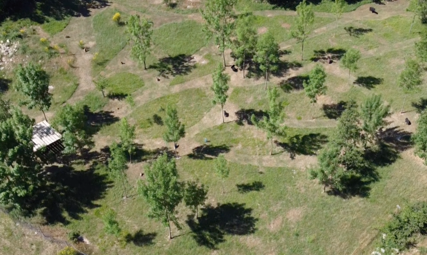 3D Parcour Bogenschießen: Fächerschuss mit 20 Zielen - Poderi Val Verde  - Chianti 3D Archery