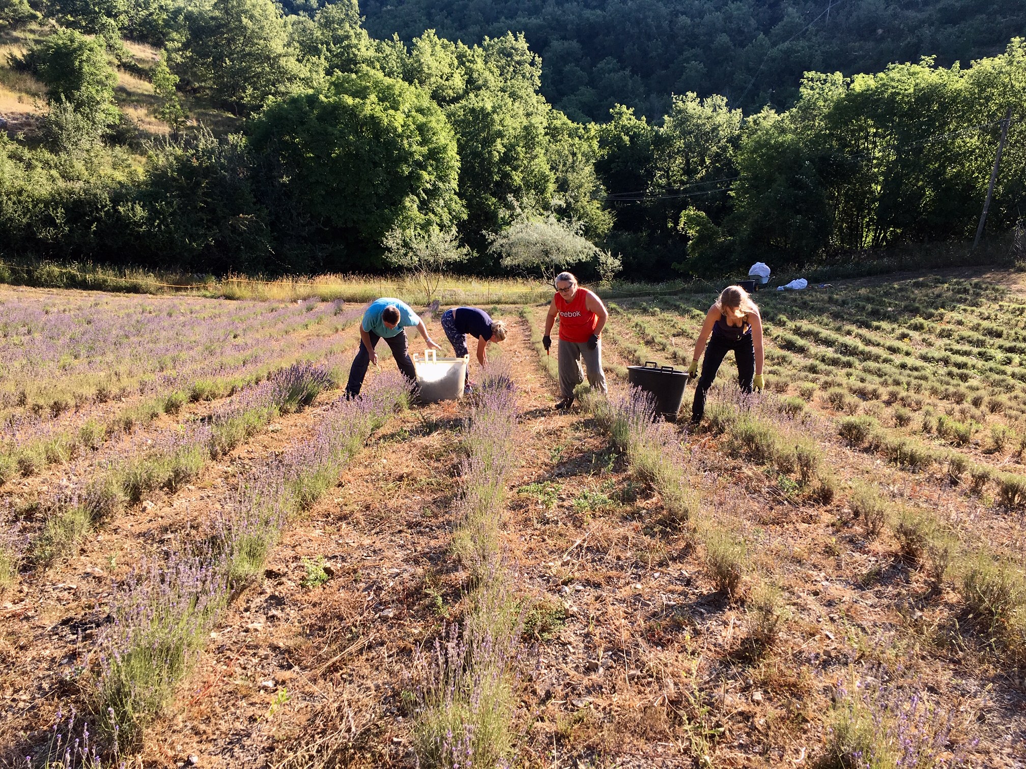 3D Parcour Bogenschießen: Lavendelernte Mitte Juli - Helfer sind willkommen  - Poderi Val Verde  - Chianti 3D Archery