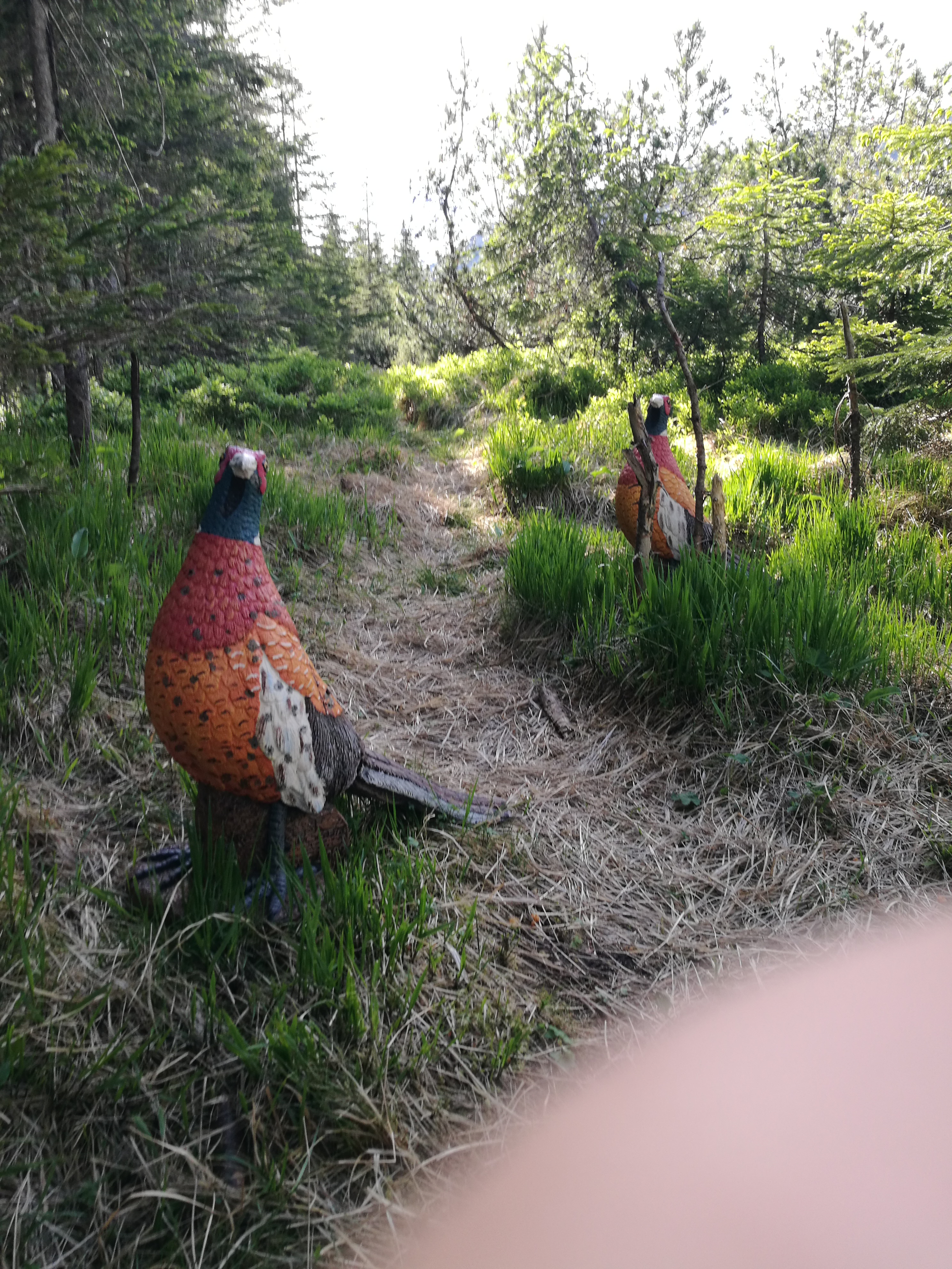 3D Parcour Bogenschießen: 3D-Parcours Rittisberg