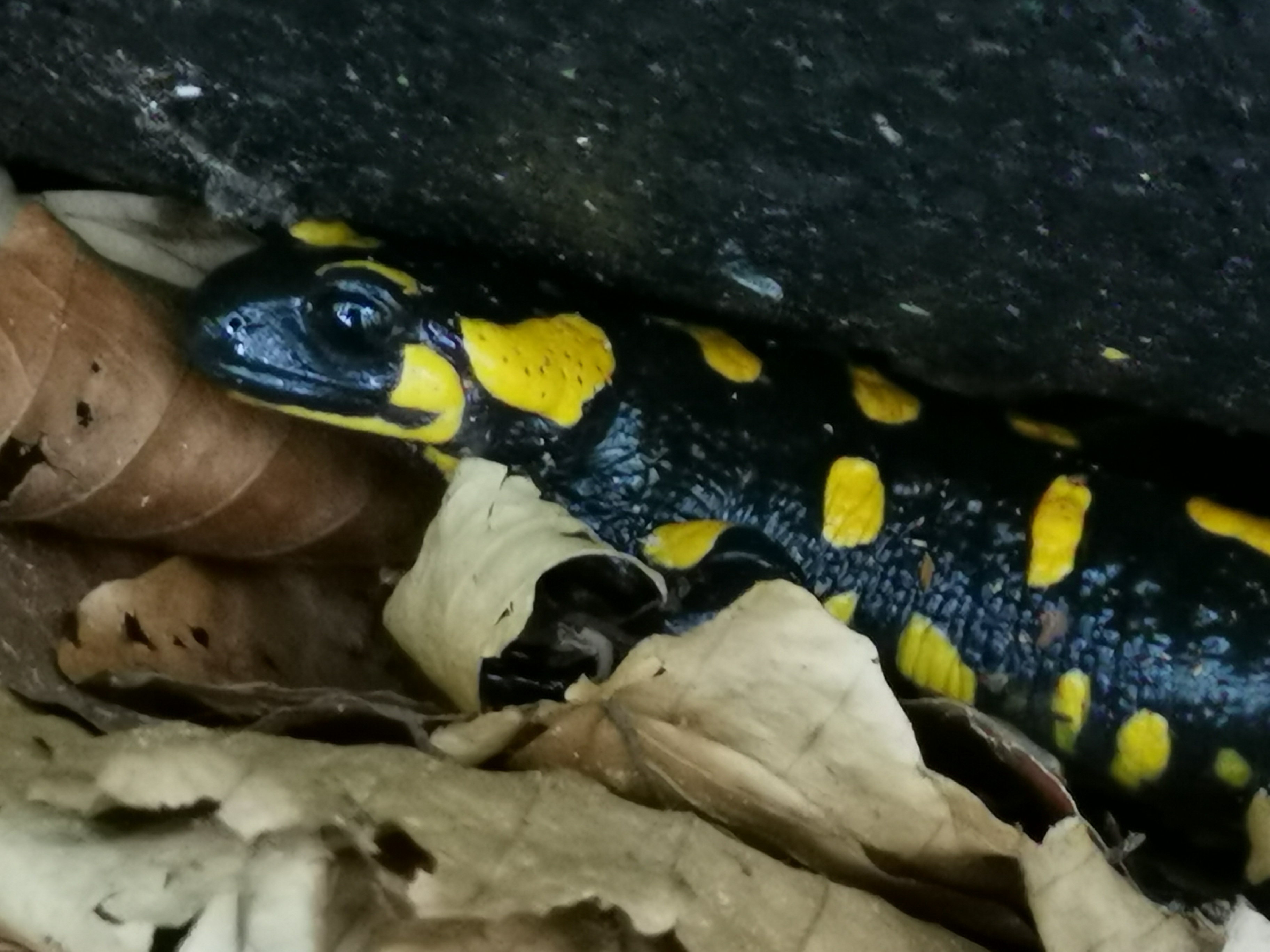 3D Parcour Bogenschießen: Wenn du Glück hast, dann gibt es nach dem Regenwetter Begegnungen der besonderen Art - Die Bogenflüsterei