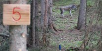Parcours - Abschusspflöcke: eigene Wahl der Pflöcke - Bogenparcours Hood Wood