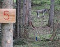 Parcours: Bogenparcours Hood Wood