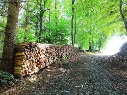 3D Parcour Bogensport - Bogenhalle - BSV Gleisdorf