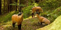 Parcours - Targets: 3D Tiere - BOGENSPORT ZENTRUM LIENZ