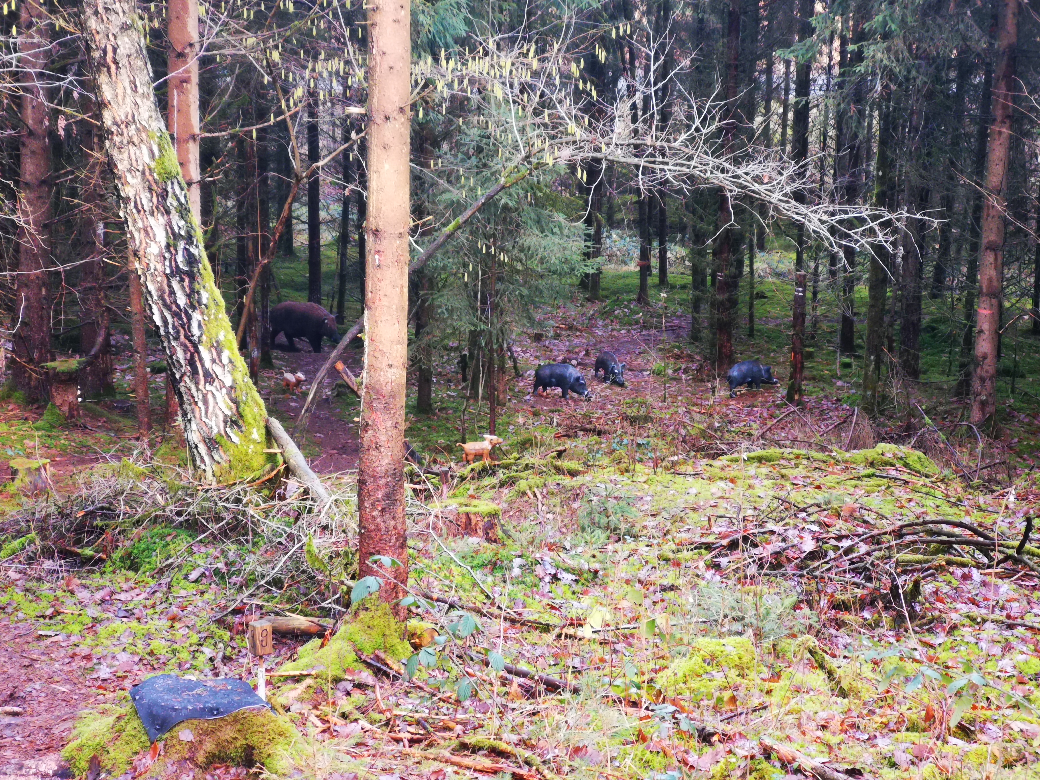 3D archery course - Thuringia - Tiergruppe 2 - Longlife 3d-Parcours