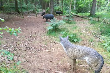 3D - Parcour: Wolf lauert bei Wildschwein Familie -  Der Waldläufer