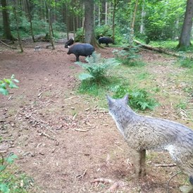 3D - Parcour: Wolf lauert bei Wildschwein Familie -  Der Waldläufer