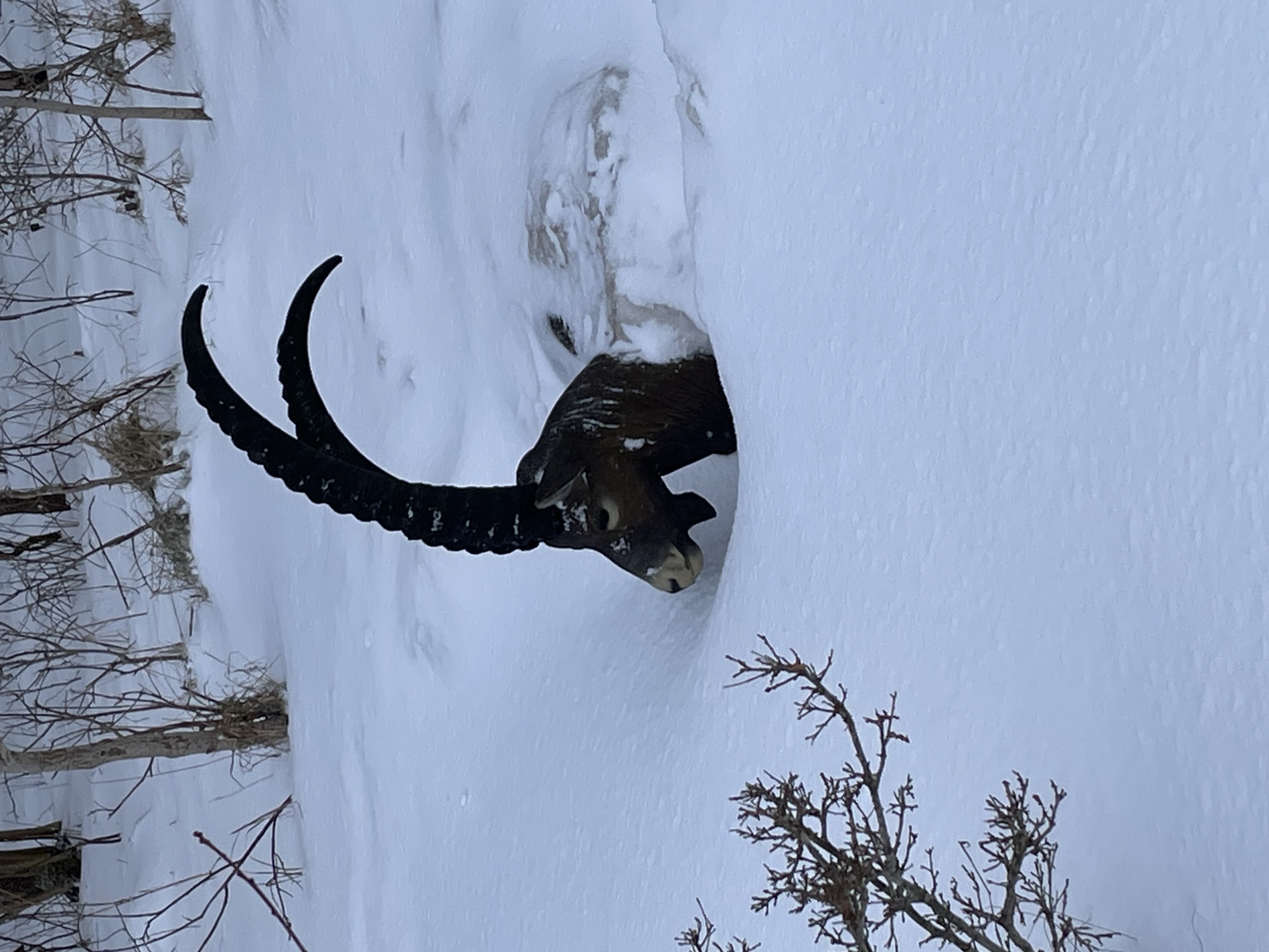 3D Parcour Bogenschießen: Schnee im Februar 2026 - Altmühl Bogensport Club