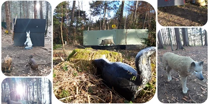 3D Parcour Bogensport - Marchtrenk - BC Laudachtal