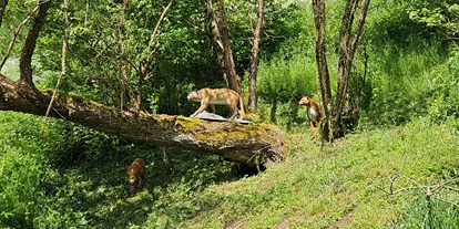 3D Parcour Bogensport - Marchtrenk - Bogensportzentrum Puernstein