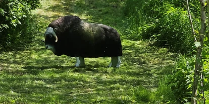 3D Parcour Bogensport - Marchtrenk - Bogensportzentrum Puernstein