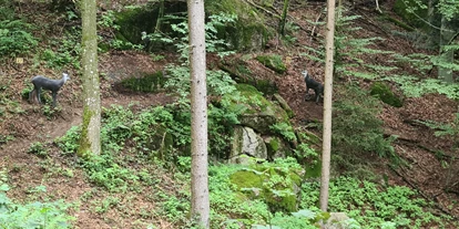 3D Parcour Bogensport - Grensberg - BSC- Strudengau