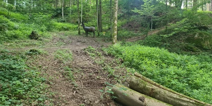 3D Parcour Bogensport - Grensberg - BSC- Strudengau