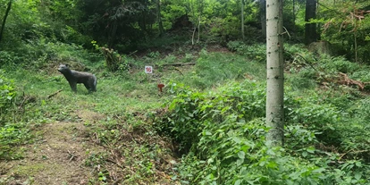 3D Parcour Bogensport - Grensberg - Stay Wild  Parcours Ziel 16 - BSC- Strudengau