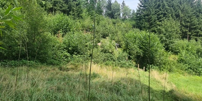 3D Parcour Bogensport - Grensberg - Stay Wild  Parcours Ziel 10 & 11 - BSC- Strudengau